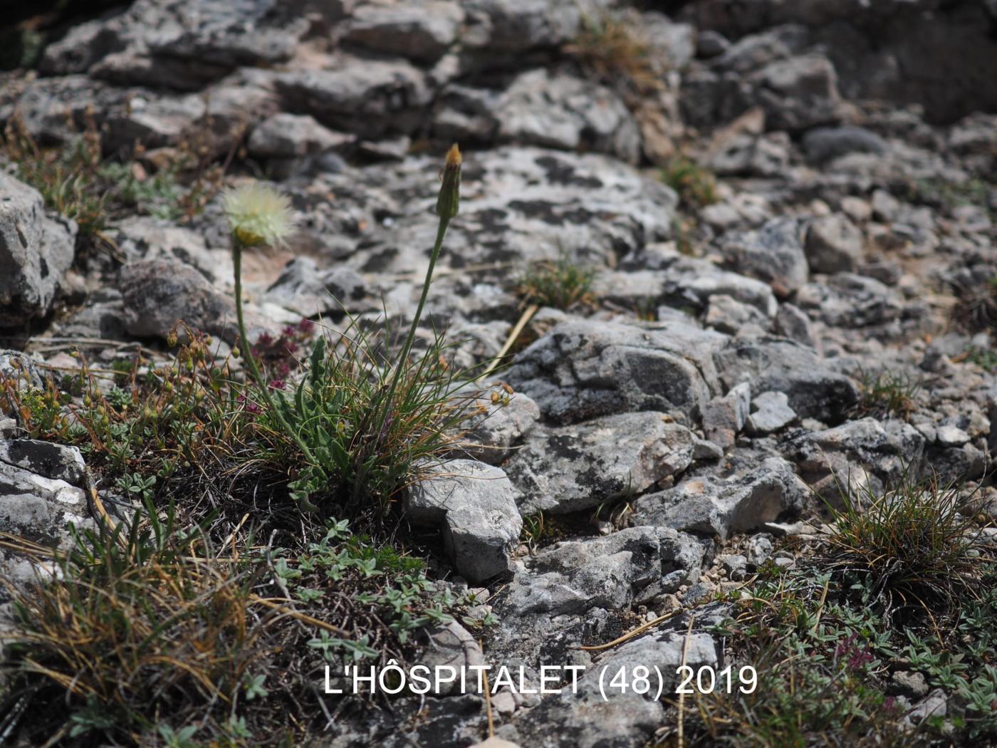 Hawkbit, Hairy plant